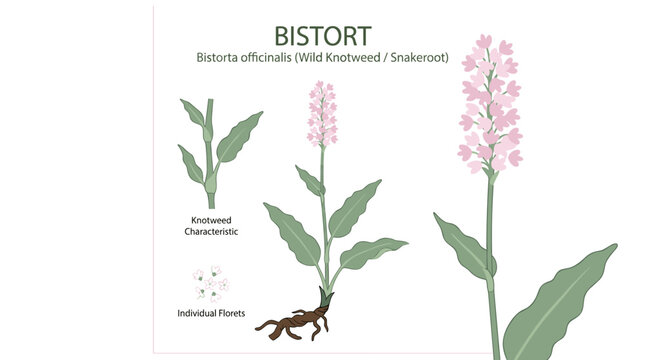 Illustration of a Bistorta officinalis flower, a wild knotweed plant, and the field herb snakeroot, rendered as a colored flat vector on a white background