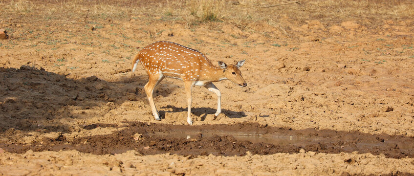 The spotted deer, or chital, is the most common deer species in Indian forests. Ranthambore National Park Rajasthan India