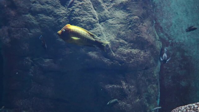 Colorful fish swimming gracefully in an aquarium, showcasing vibrant scales and natural habitat with rocks and water, creating a serene underwater scene