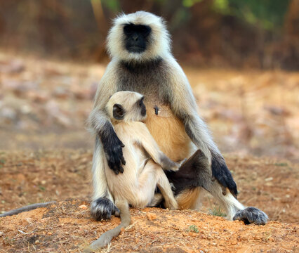 Gray langurs, also called Hanuman langurs and Hanuman monkeys, are Old World monkeys native to the Indian subcontinent constituting the genus Semnopithecus.