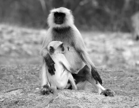 Gray langurs, also called Hanuman langurs and Hanuman monkeys, are Old World monkeys native to the Indian subcontinent constituting the genus Semnopithecus.