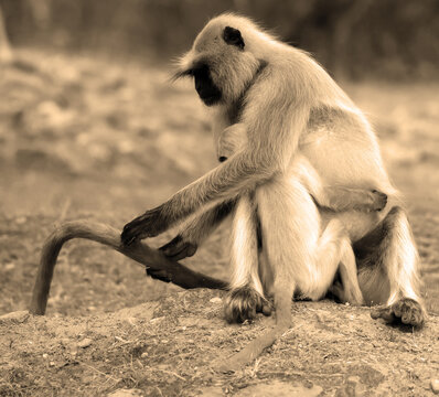 Gray langurs, also called Hanuman langurs and Hanuman monkeys, are Old World monkeys native to the Indian subcontinent constituting the genus Semnopithecus.