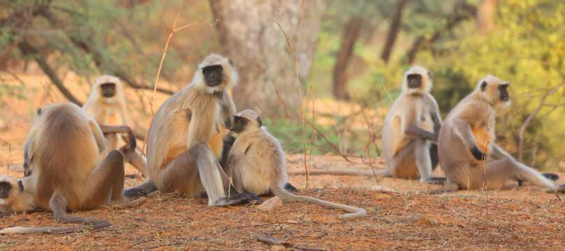 Gray langurs, also called Hanuman langurs and Hanuman monkeys, are Old World monkeys native to the Indian subcontinent constituting the genus Semnopithecus.