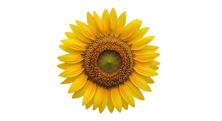 Fototapeta premium Top View of a Single Vibrant Yellow Sunflower Head isolated on White Background
