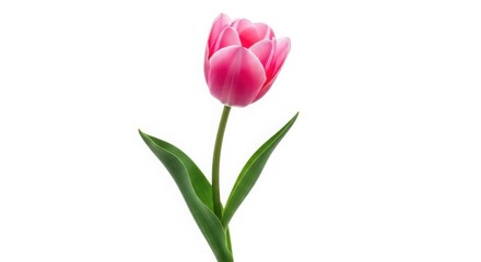 Fototapeta premium Single vibrant pink tulip flower with green stem and leaves isolated on White Background