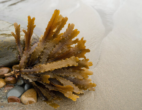 *Ecklonia radiata* brown seaweed with textured fronds and copy space for text.