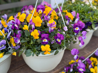 Naklejka premium Decorative white flower pot with colorful mixed pink, purple and yellow Viola cornuta pansy flowers close up