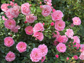 Fototapeta premium Rosebush with beautiful pink roses flowers in garden.