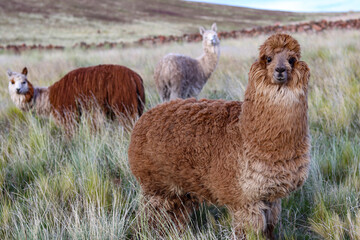 Fototapeta premium Alpaca breeding process for wool production in high Andean grasslands