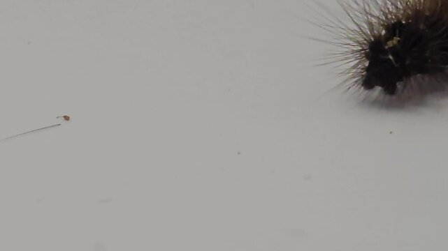 Hairy caterpillar isolated on white background crawling in macro close up, detailed insect with spines and texture, wildlife study scene showing movement, biology, entomology and natural organism