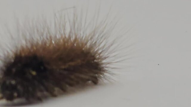 Hairy caterpillar isolated on white background crawling in macro close up, detailed insect with spines and texture, wildlife study scene showing movement, biology, entomology and natural organism