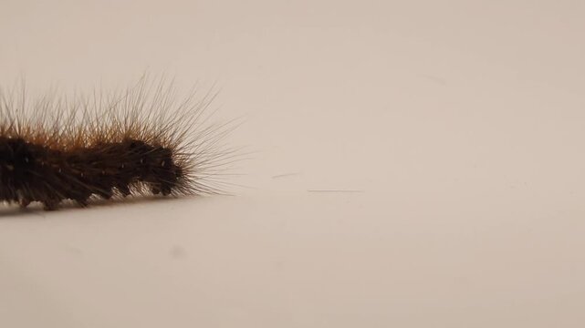 Hairy caterpillar isolated on white background crawling in macro close up, detailed insect with spines and texture, wildlife study scene showing movement, biology, entomology and natural organism