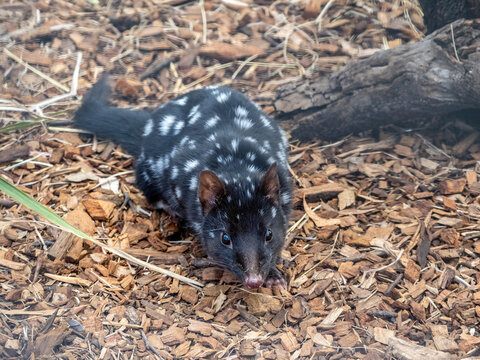 Spotted-tail quoll in Tasmania