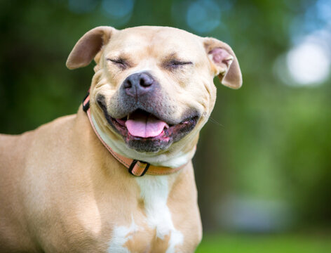 A happy Pit Bull Terrier mixed breed dog with its eyes closed