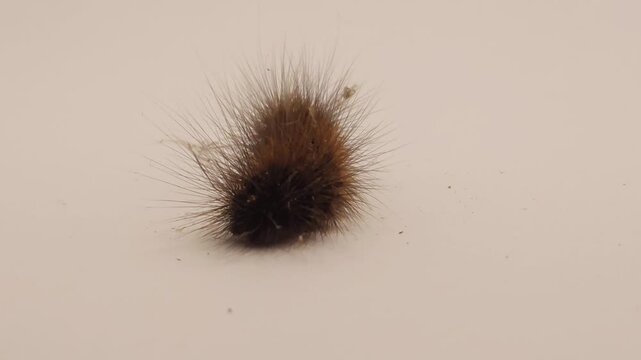 Hairy caterpillar isolated on white background crawling in macro close up, detailed insect with spines and texture, wildlife study scene showing movement, biology, entomology and natural organism