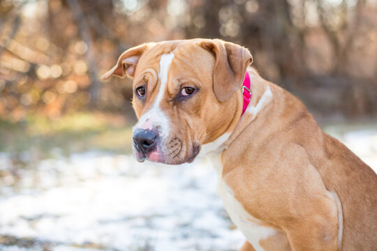 A Pit Bull Terrier mixed beed dog looking sideways