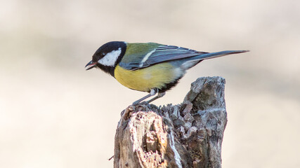 great tit parus major © lazalnik