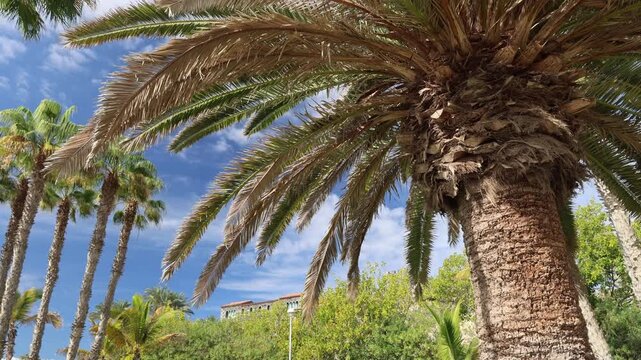 The panorama of palm trees in the Canary Islands
