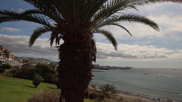 A palm tree and a view of the Atlantic Ocean and relaxing sunbathers
