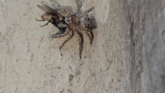Macro Close Up of Jumping Spider (Salticidae) Capturing Fly on Wall, Predator Hunting Prey, Wildlife Behavior, Entomology, 4K Stock Footage