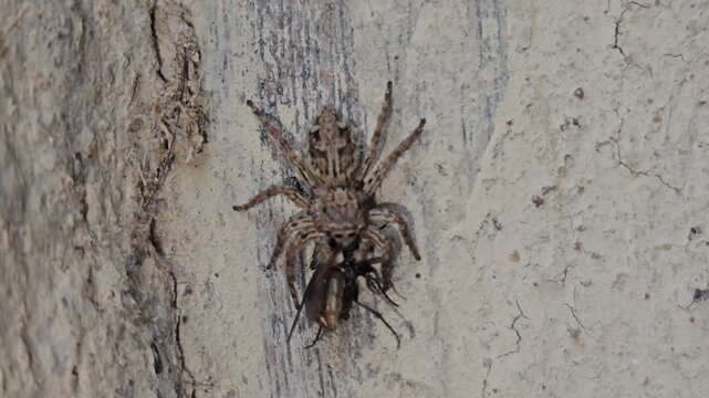 Spider capturing insect prey on wall in macro close up, detailed wildlife behavior showing hunting and survival instinct, predator insect scene with texture and natural environment in India