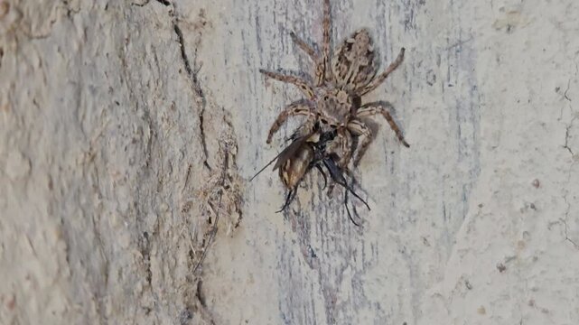 Spider capturing insect prey on wall in macro close up, detailed wildlife behavior showing hunting and survival instinct, predator insect scene with texture and natural environment in India