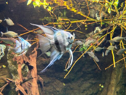 Nahaufnahme eines Fisches im Aquarium	