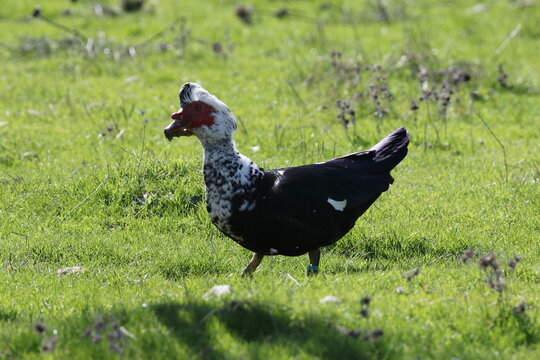 Fais&aacute;n paseando por una pradera verde