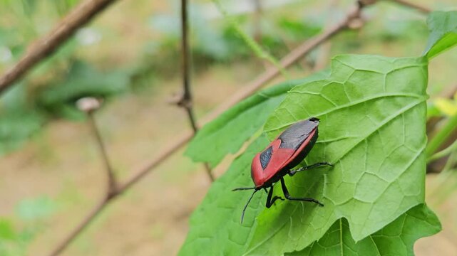Macro Close Up of Red Pumpkin Bug (Coridius ianus) Resting on Green Leaf, True Bug in Natural Habitat, Wildlife, Entomology, 4K Stock Footage