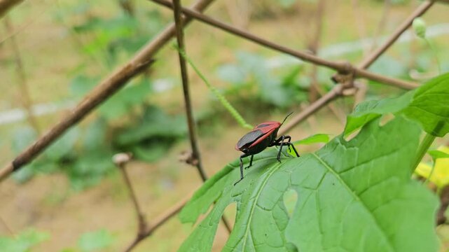 Macro Close Up of Red Pumpkin Bug (Coridius ianus) Resting on Green Leaf, True Bug in Natural Habitat, Wildlife, Entomology, 4K Stock Footage