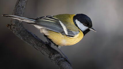 Detailed chickadee bird on a tree branch © Mikhail