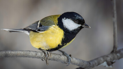 Detailed chickadee bird on a tree branch © Mikhail