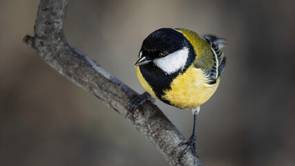 Detailed chickadee bird on a tree branch © Mikhail
