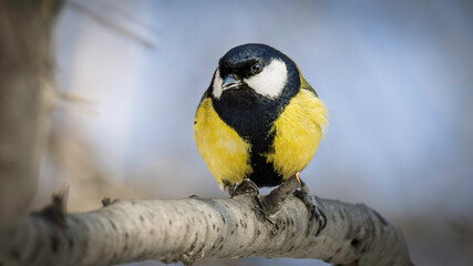 Detailed chickadee bird on a tree branch © Mikhail