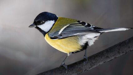 Detailed chickadee bird on a tree branch © Mikhail