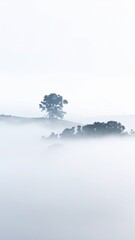 Fototapeta premium Misty Morning Landscape with Silhouetted Trees in Soft Light