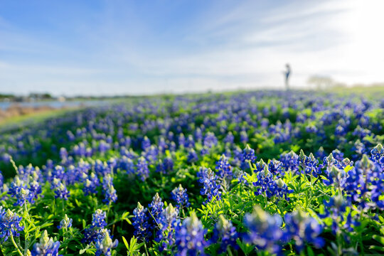 Bluebonnet Season - Texas bluebonnets are blooming everywhere from city to country side.