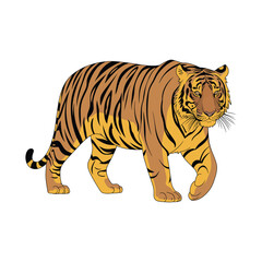 Fototapeta premium Tiger vector illustration isolated on white background with stripes and orange fur wildlife big cat safari predator