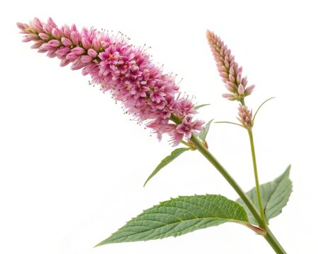 Persicaria Flower &ndash; Pink persicaria knotweed slender spike with clustered blossoms, isolated on white background