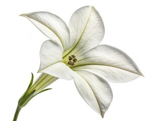 Fototapeta premium Nicotiana – White nicotiana flowering tobacco tubular fragrant bloom, isolated on white background.
