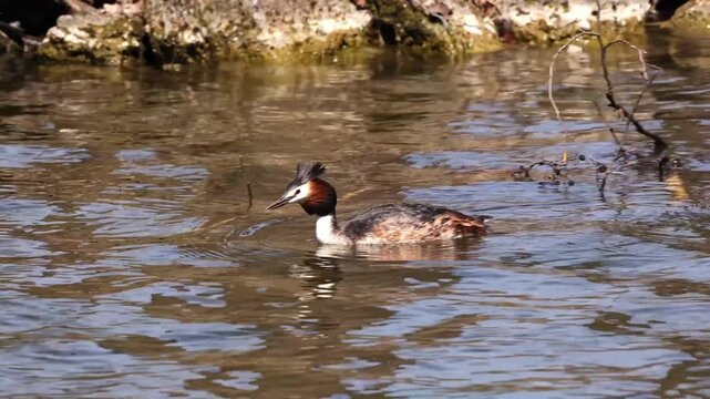 Couple of Great Crested Grebe, Podiceps cristatus building their nest. Bird with beautiful orange colors, water bird with red eyes. It is the largest member of the grebe family found in the Old World.