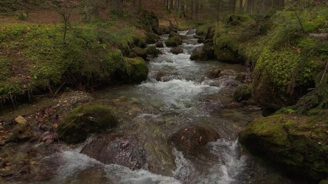 Majestic rapid mountain stream rushing through a lush damp temperate spruce forest during late autumn, continuous slow aerial ascent revealing its course from low altitude, smooth drone shot