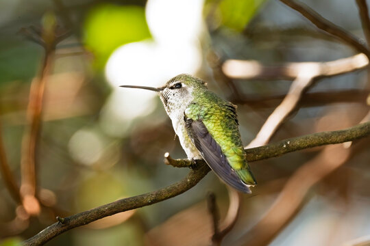 Perched Hummingbird on Arbutus Branch Close-Up