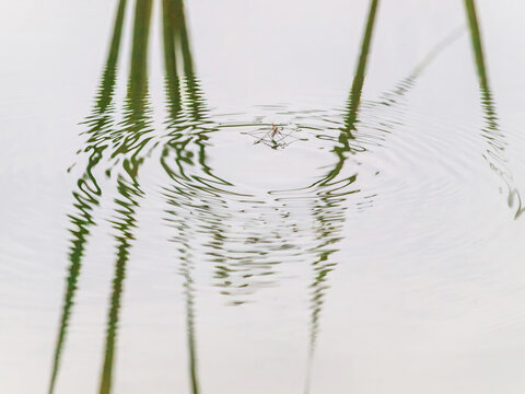 Wasserl&auml;ufer auf der Wasseroberfl&auml;che eines Teichs zwischen der Spiegelung von Grashalmen
