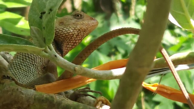 Garden lizard climbing on tree trunk in natural environment, reptile close up with detailed scales and texture, wildlife scene showing animal behavior, biodiversity and nature life in India.