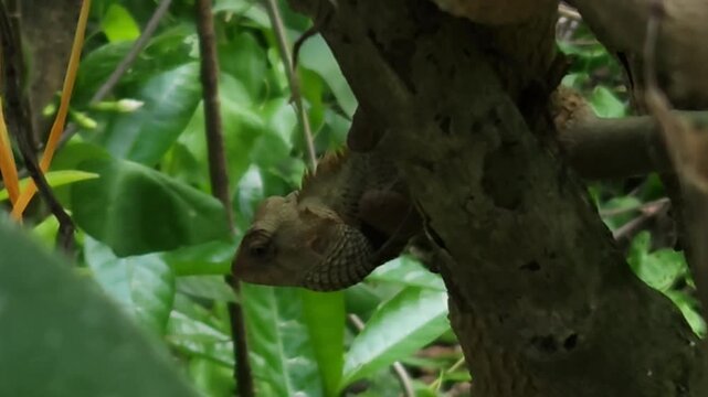 Garden lizard climbing on tree trunk in natural environment, reptile close up with detailed scales and texture, wildlife scene showing animal behavior, biodiversity and nature life in India.