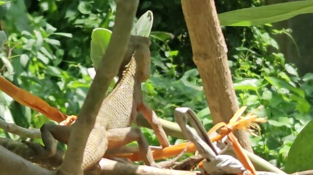 Garden lizard climbing on tree trunk in natural environment, reptile close up with detailed scales and texture, wildlife scene showing animal behavior, biodiversity and nature life in India.