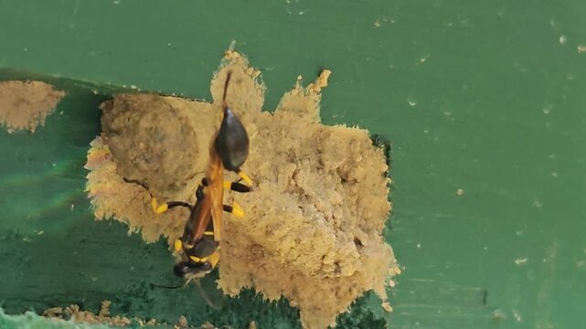 Wasp building mud nest on painted wooden surface in macro close up, insect constructing home with clay material, detailed wildlife behavior showing nesting, ecosystem and natural engineering in India