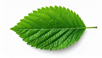 Obraz premium Vibrant Green Leaf with Jagged Edges Isolated on a White Background