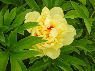 Yellow Itoh Peony 'Bartzella' Growing In The Garden In Summer In Wisconsin © Barbara